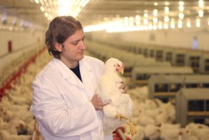 Veterinarian working in chicken farm Veterinarian working in chicken farm