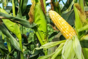 Corn cob with green leaves growth in agriculture field outdoor Corn cob with green leaves growth in agriculture field outdoor