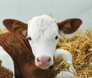 Kleines Kalb im Stroh