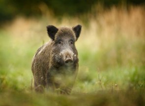 Wild boar walking through forest Wild boar walking through forest