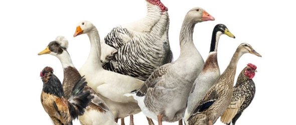 Group of Ducks, Geese and Chickens, isolated on white