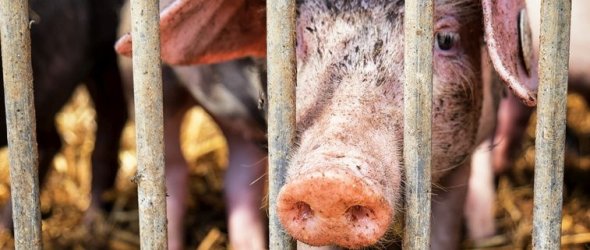 piglet