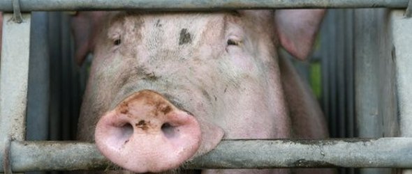 Schweinezucht