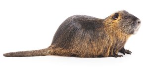 Large nutria. Large nutria.