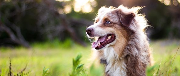 Australian Shepherd in Tall Grass