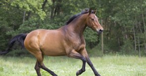 Warmblut auf der Weide reiten_klein.jpeg