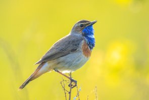 Closeup of a blue-throat male bird Luscinia svecica cyanecula singing 112180100000065476.jpg