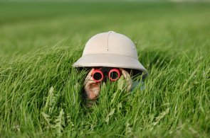 Little Boy with Binoculars and safari Hat, laying in the grass s 112180100000073253.JPG
