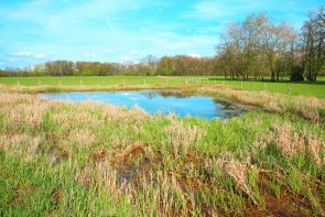 Scenic Versmolder Bruch in Kreis Guetersloh, East Westphalia, Germany, natural preserve, 112180100000031895.jpg