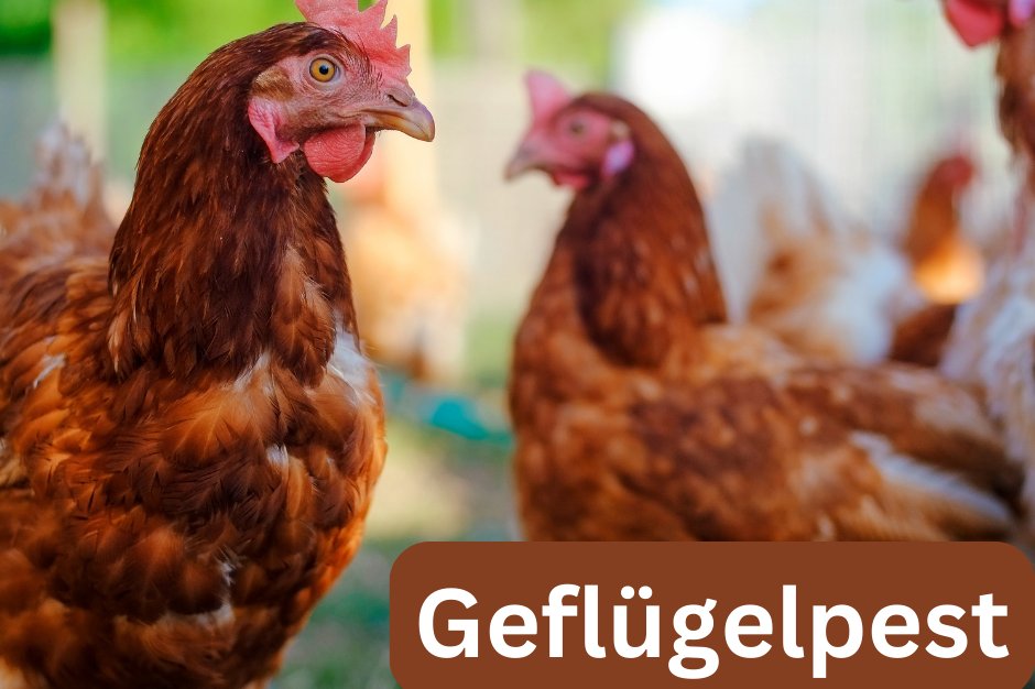 Geflügelpest - 1 Grafik mit Foto von Hühnern