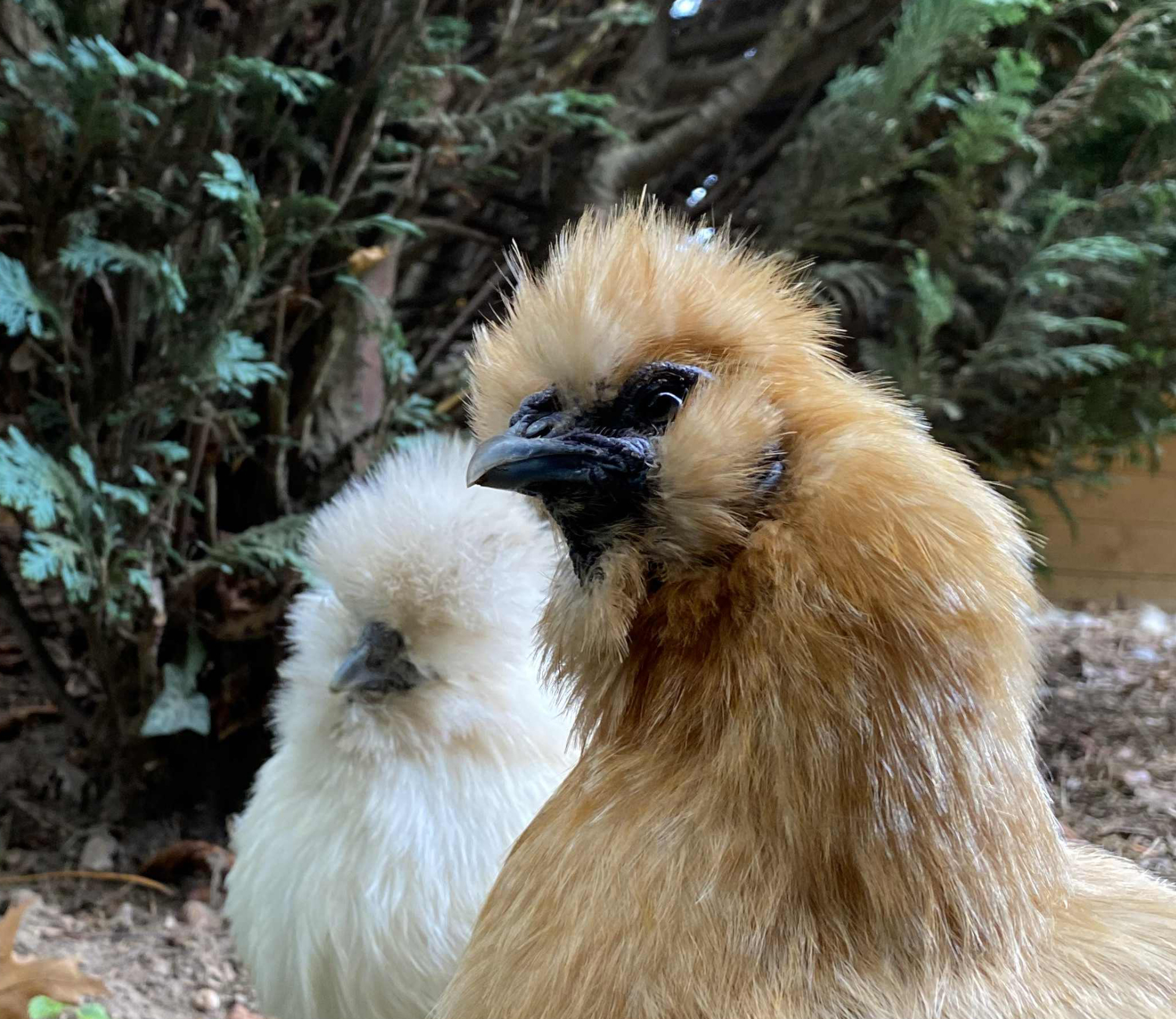 Hühner Zwei Hühner