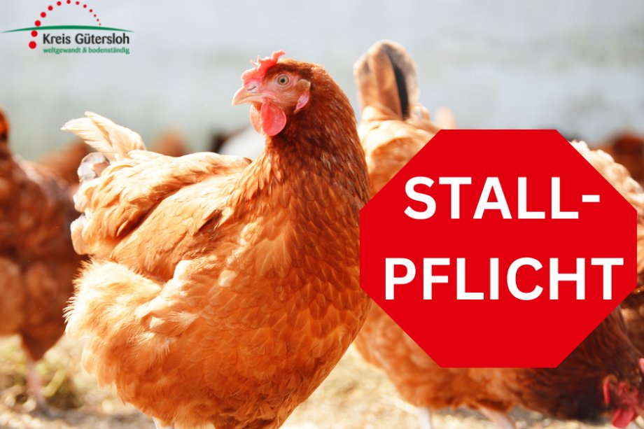Foto mit Huhn und den Hinweisen geflügelpest und Stallpflicht
