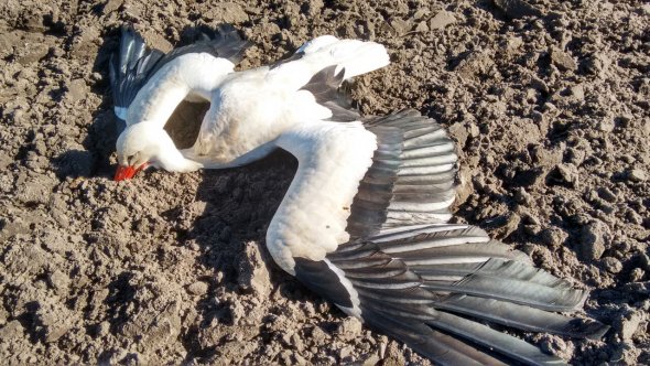 Gefundener toter Storch in Rietberg-Westerwiehe