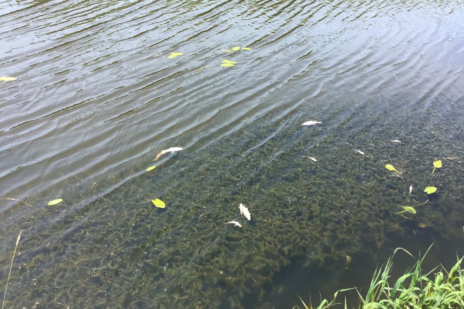 Tote Fische in der Ems Ende Juni.