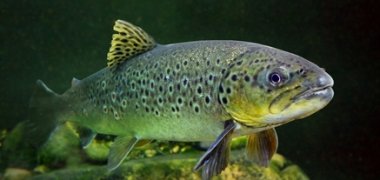 Underwater photo of The Brown Trout (Salmo Trutta).