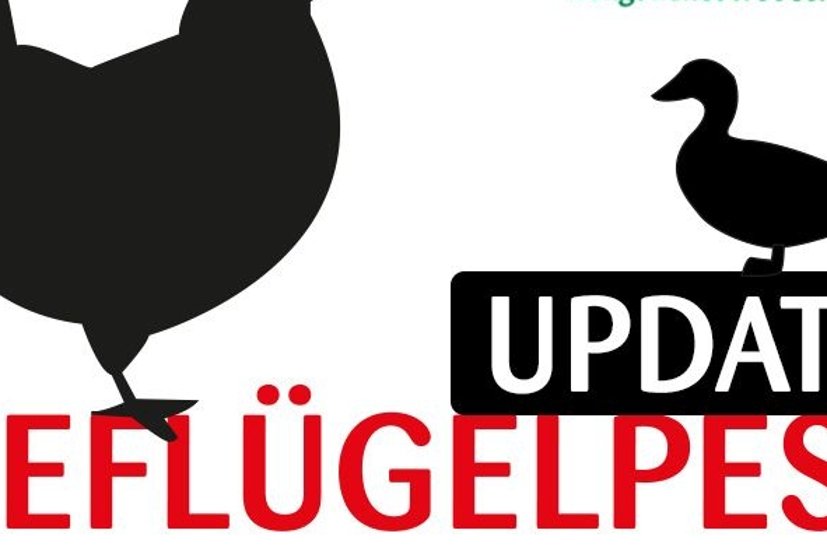Schriftzug Geflügelpest Update