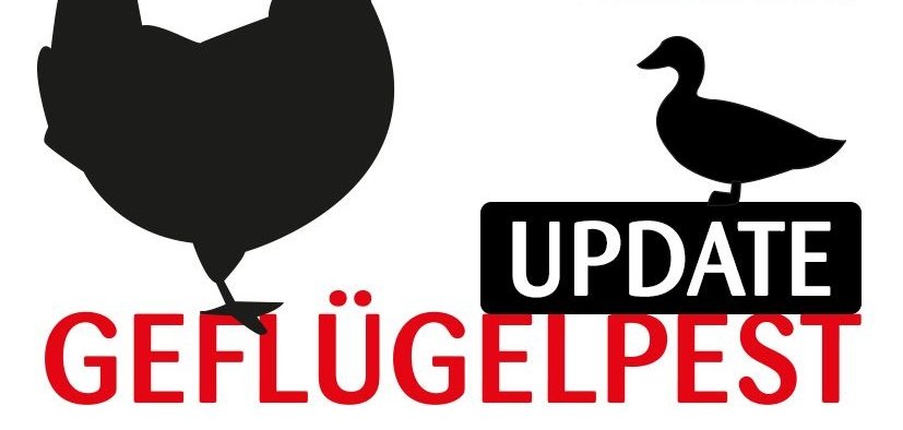 Schriftzug Geflügelpest Update Schriftzug Geflügelpest Update