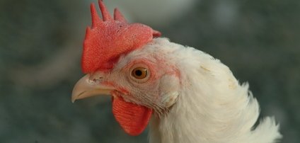 huhn 3 Fotolia / Foto Fritz huhn 3 Fotolia / Foto Fritz