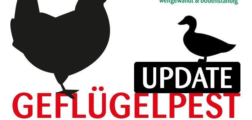 Schriftzug Geflügelpest Update Schriftzug Geflügelpest Update