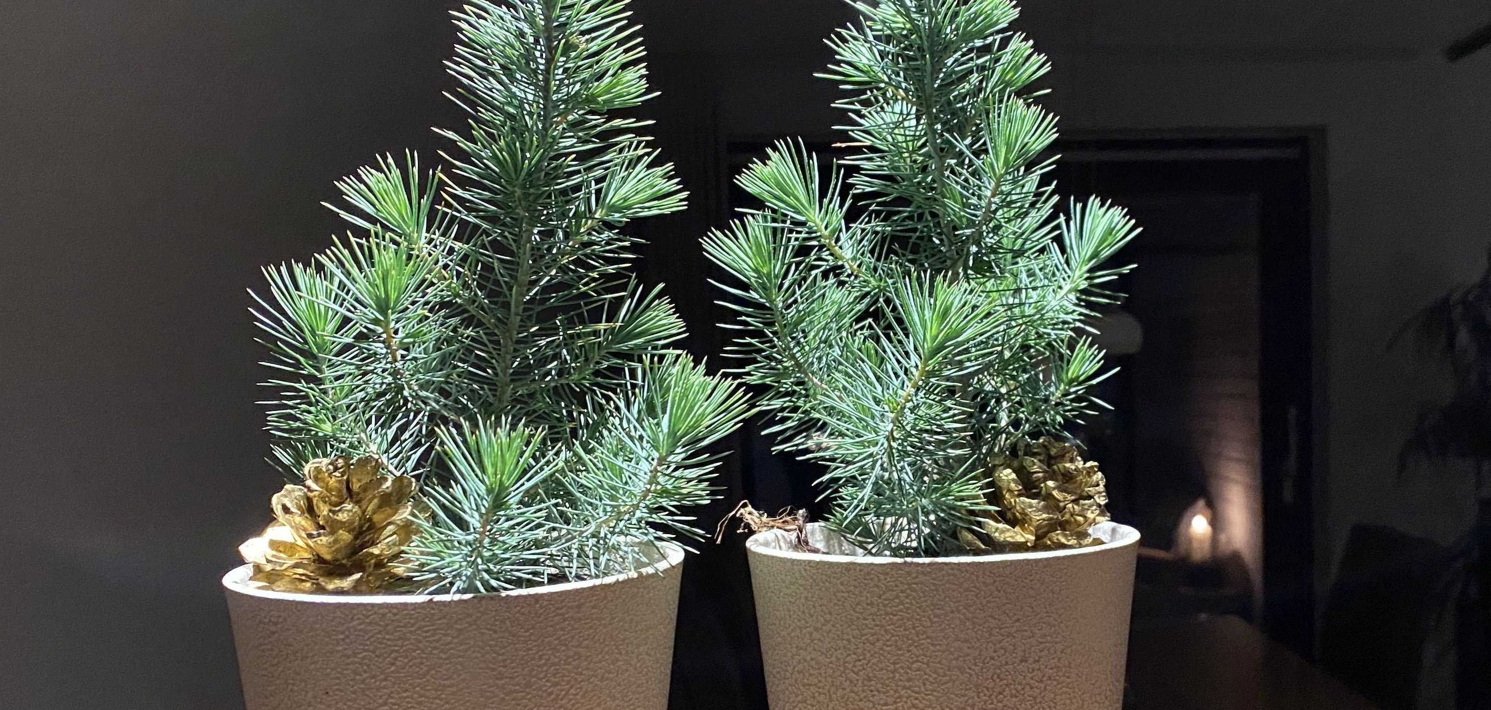 Foto Tannenbäumchen