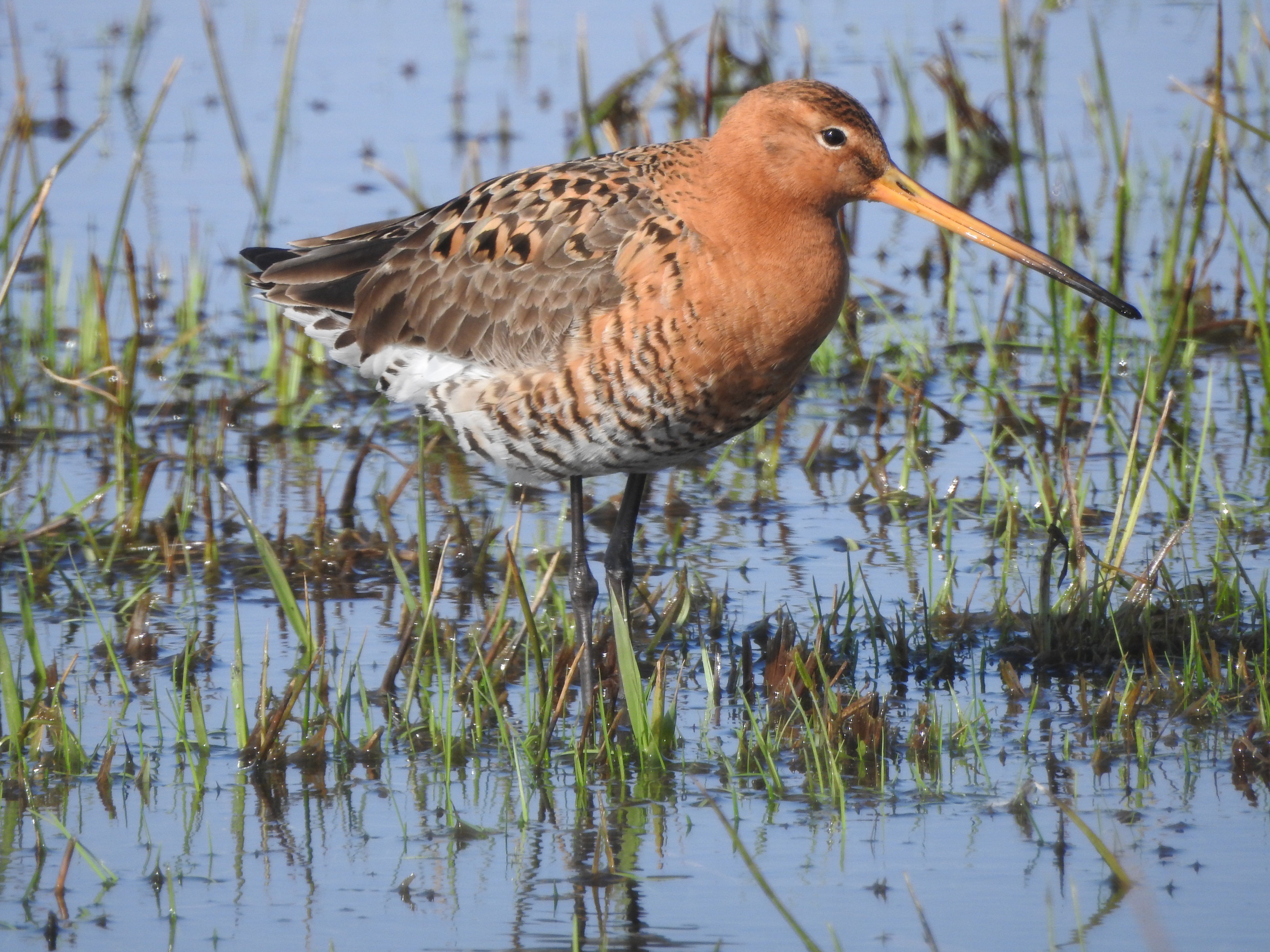 Uferschnepfe an Gewässer