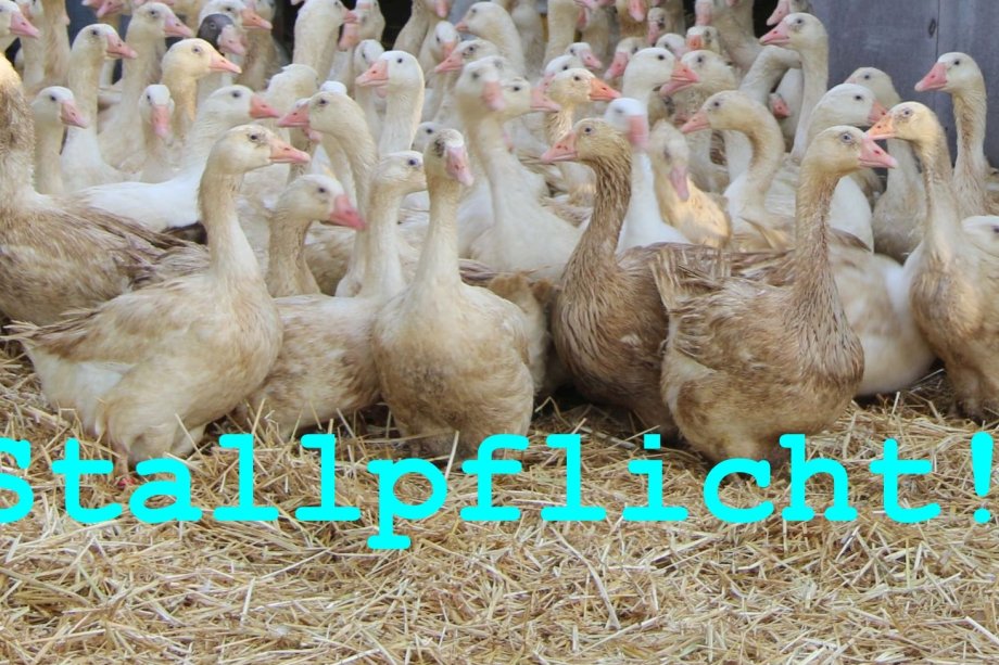 Foto Gänse mit Schriftzug Stallpflicht