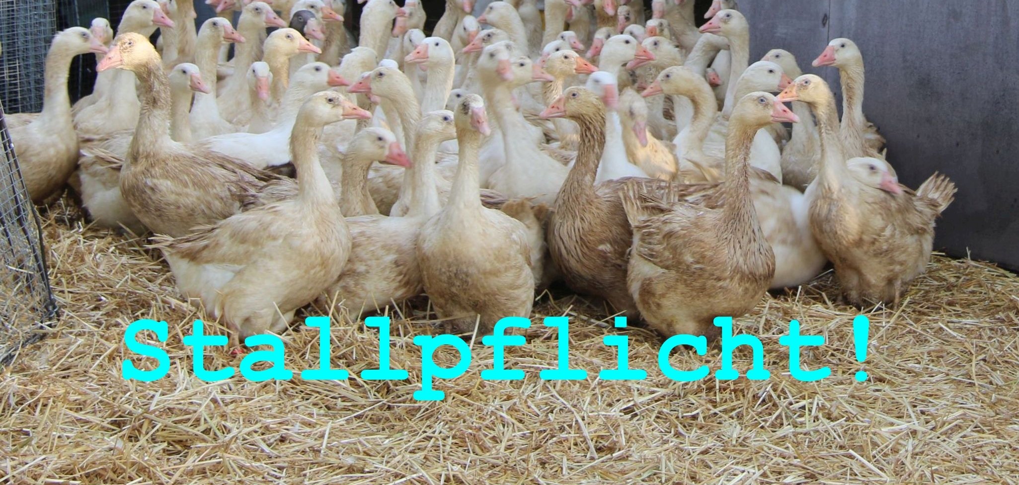 Foto Gänse mit Schriftzug Stallpflicht Foto Gänse mit Schriftzug Stallpflicht