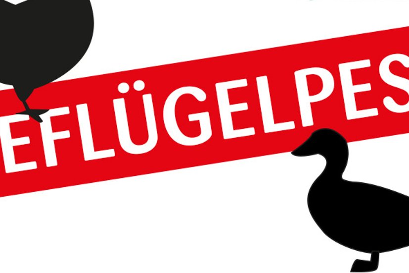 Grafik Geflügelpest