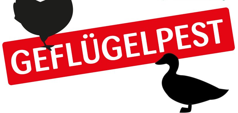 Grafik Geflügelpest