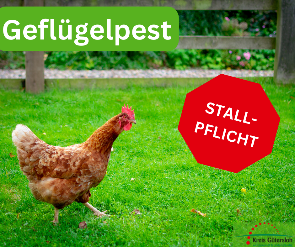Geflügelpest Stallpflicht