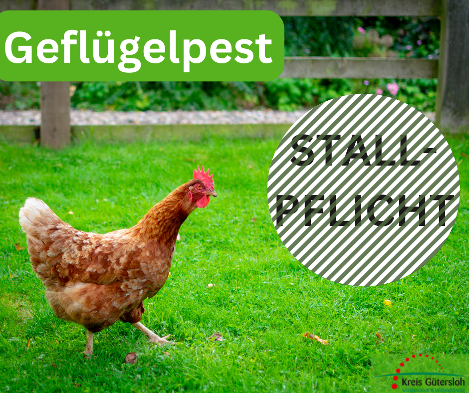 Geflügelpest Stallpflicht aufgehoben Geflügelpest Stallpflicht aufgehoben