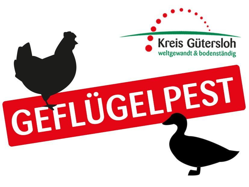 Geflügelpest Grafik 