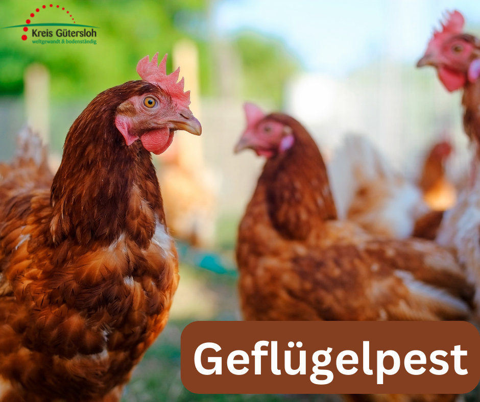Geflügelpest