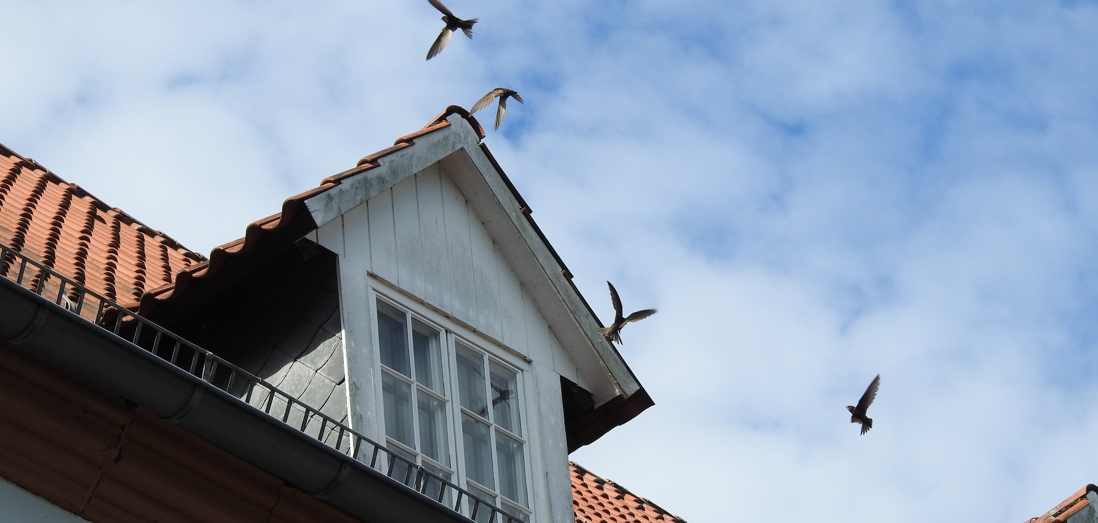 Über dem Dach des Kreishauses Wiedenbrück kreisen Mauersegler um ihre Niststätte unter den Dachziegeln Über dem Dach des Kreishauses Wiedenbrück kreisen Mauersegler um ihre Niststätte unter den Dachziegeln