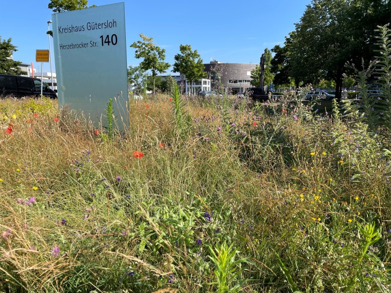 Vor dem Straßenverkehrsamt im Kreishaus Gütersloh wurde ein Blühstreifen angelegt. 