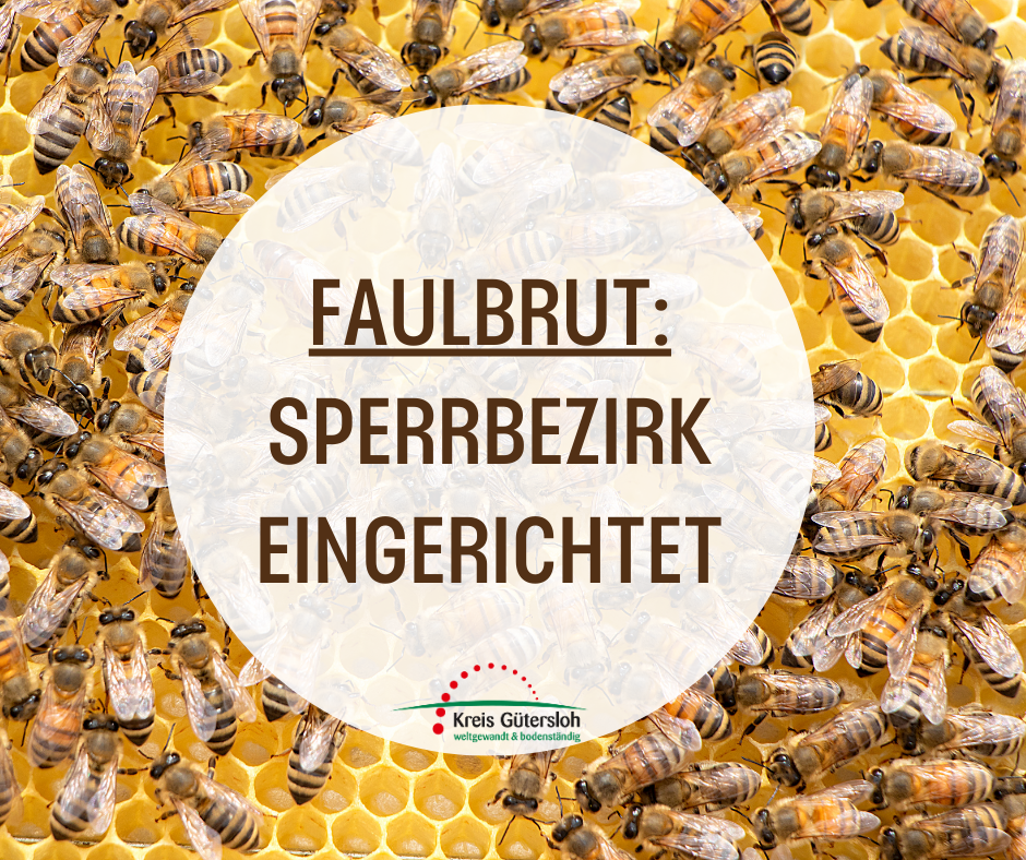 Hinweise zur Faulbrut - 2