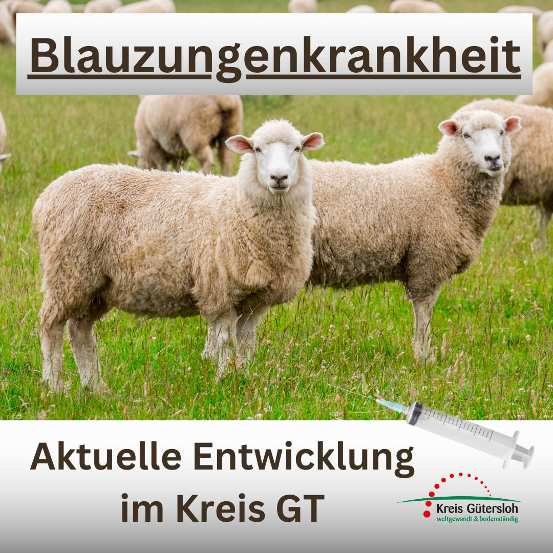 Blauzungenkrankheit Mehrere Schafe auf einer Weide