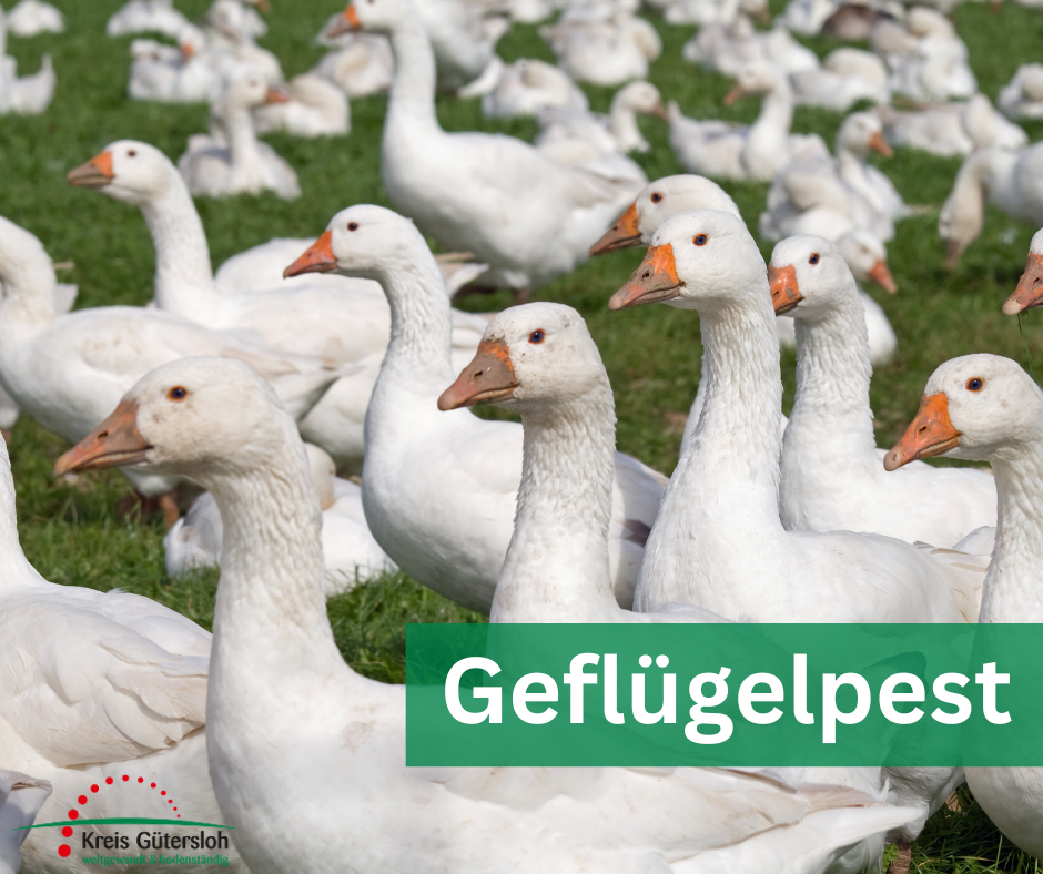 Geflügelpest im Kreis Gütersloh - 1