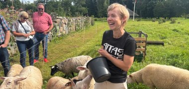 Frau mit Schafen auf einer Weide