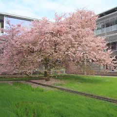 Kreishaus Gütersloh Kirschblüte