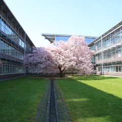 Kreishaus Gütersloh Kirschblüte