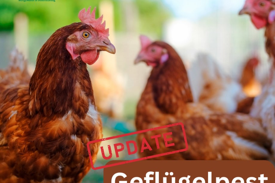 Foto mit Hühnern und dem Zusatz Geflügelpest-Update