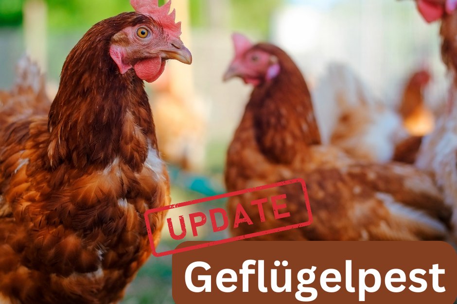 Symbolfoto Hühner Geflügelpest