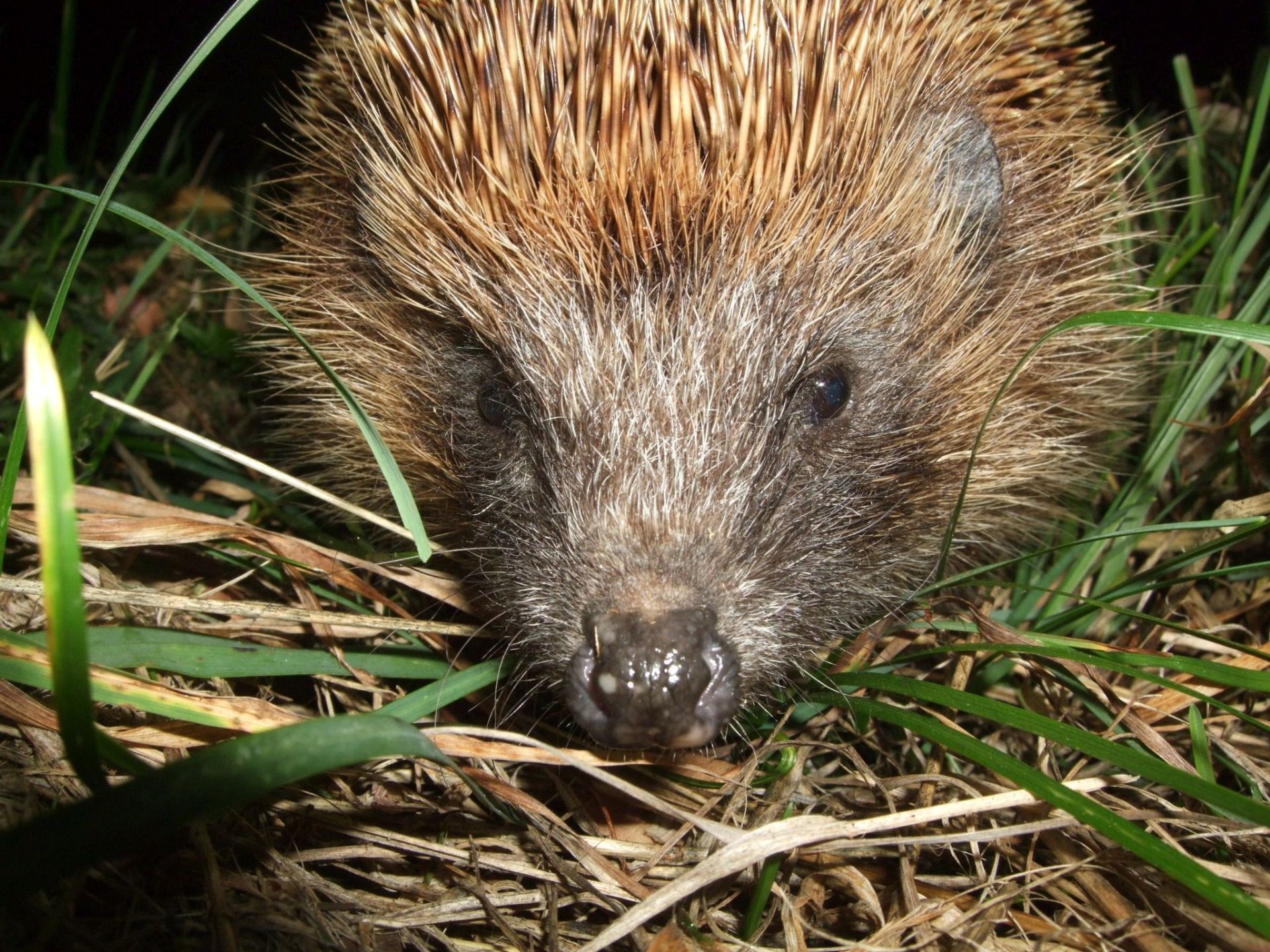 Igel