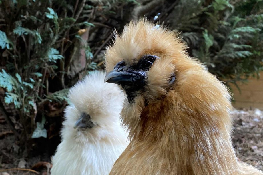 Hühner Zwei Hühner