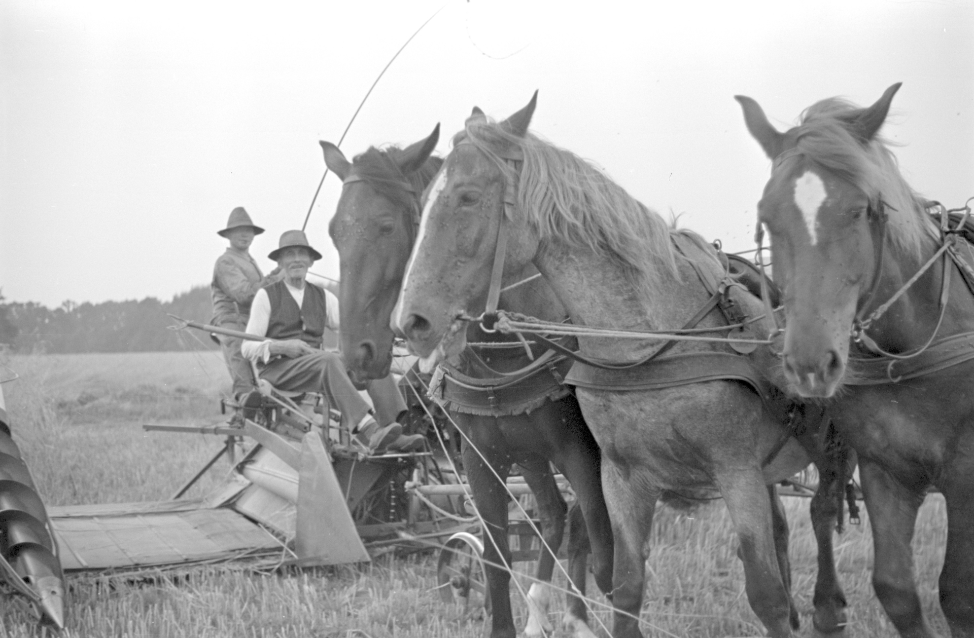 Drei Pferde und zwei Arbeiter sind auf einem Feld zu sehen.