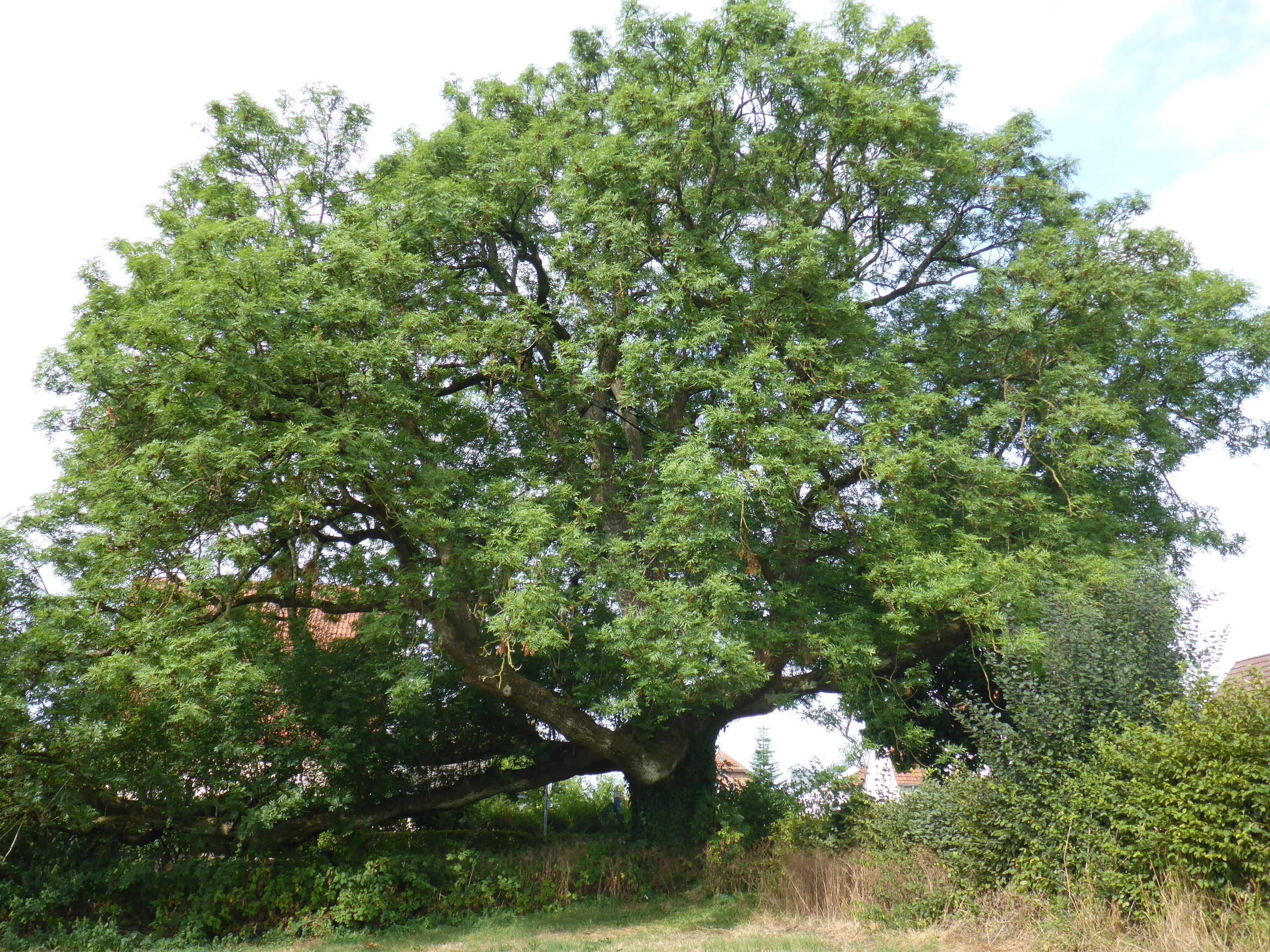 Grüne Wiese mit großem Baum