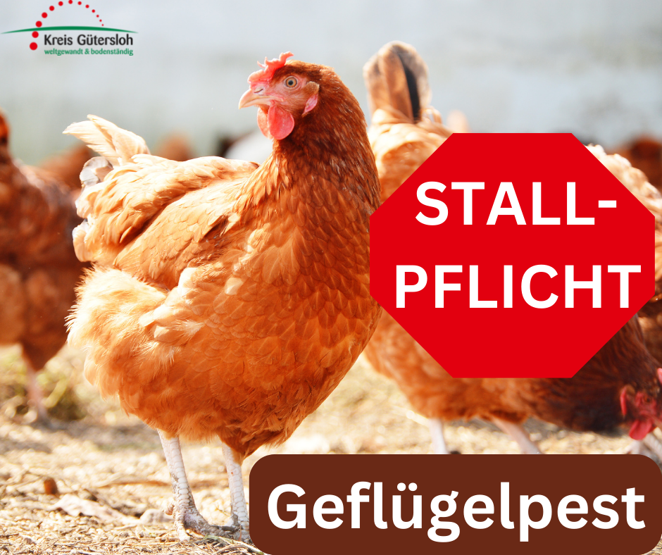 Foto mit Huhn und den Hinweisen geflügelpest und Stallpflicht