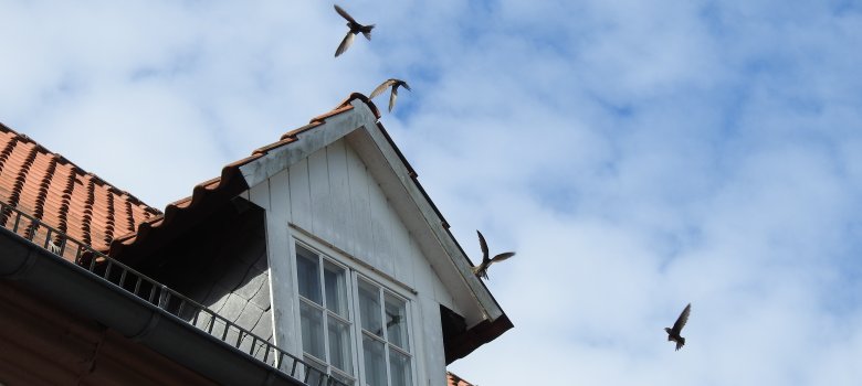 Über dem Dach des Kreishauses Wiedenbrück kreisen Mauersegler um ihre Niststätte unter den Dachziegeln