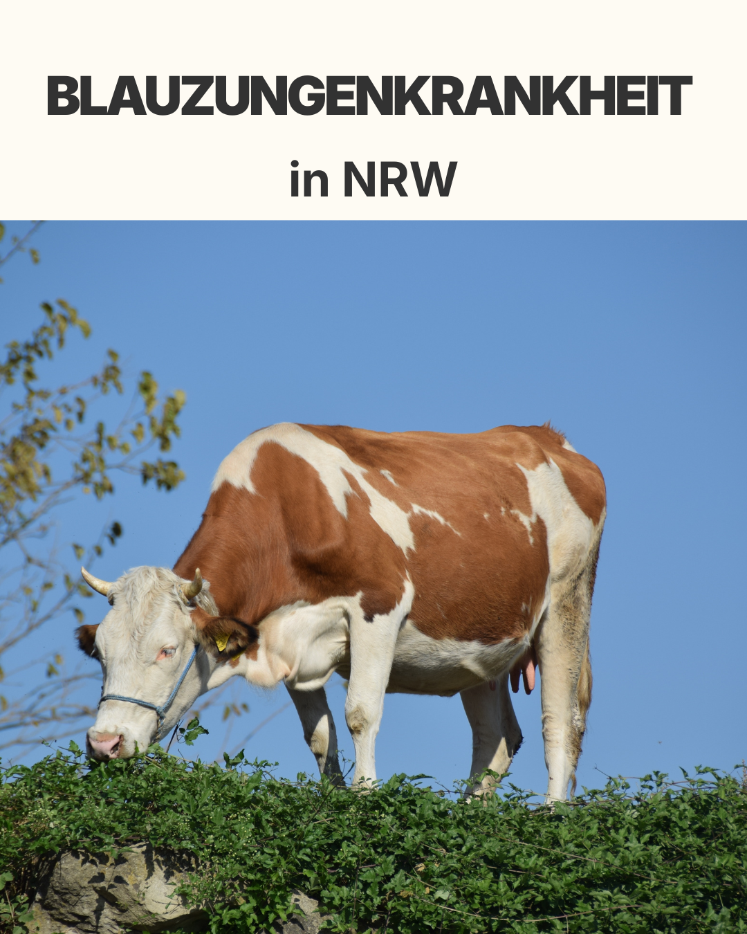 Blauzungenkrankheit - 1 Blauzungenkrankheit - 1